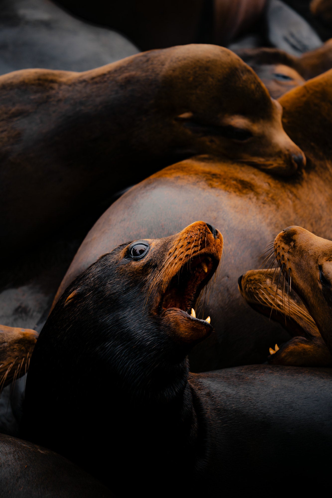 Sea lion barking with mouth wide open amid a tightly packed group of resting sea lions in warm light. Photo by Tomer Negrin. Alpha 7R V. 200-600mm f/5.6-6.3 G OSS. f/6.3. 1/400-sec. ISO 400.