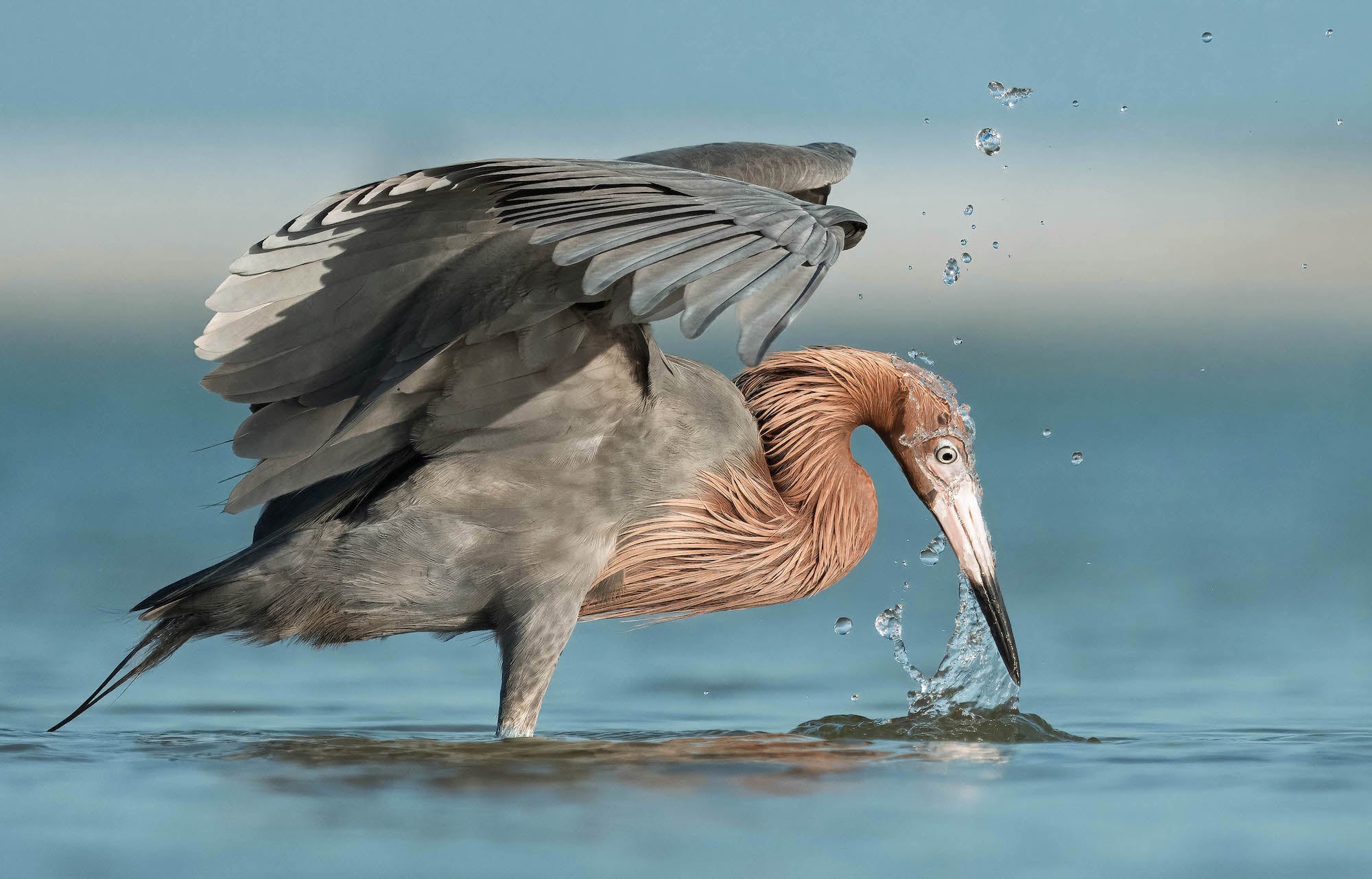 Reddish egret strikes its bill into shallow blue water, wings raised and droplets flying. Photograph by Matt Kloskowski. Alpha 1 II. 200-600mm f/5.6-6.3 G OSS. 1/4000-sec. f/6.3. ISO 640. Reddish egret strikes its bill into shallow blue water, wings raised and droplets flying. Photograph by Matt Kloskowski. Alpha 1 II. 200-600mm f/5.6-6.3 G OSS. 1/4000-sec. f/6.3. ISO 640.