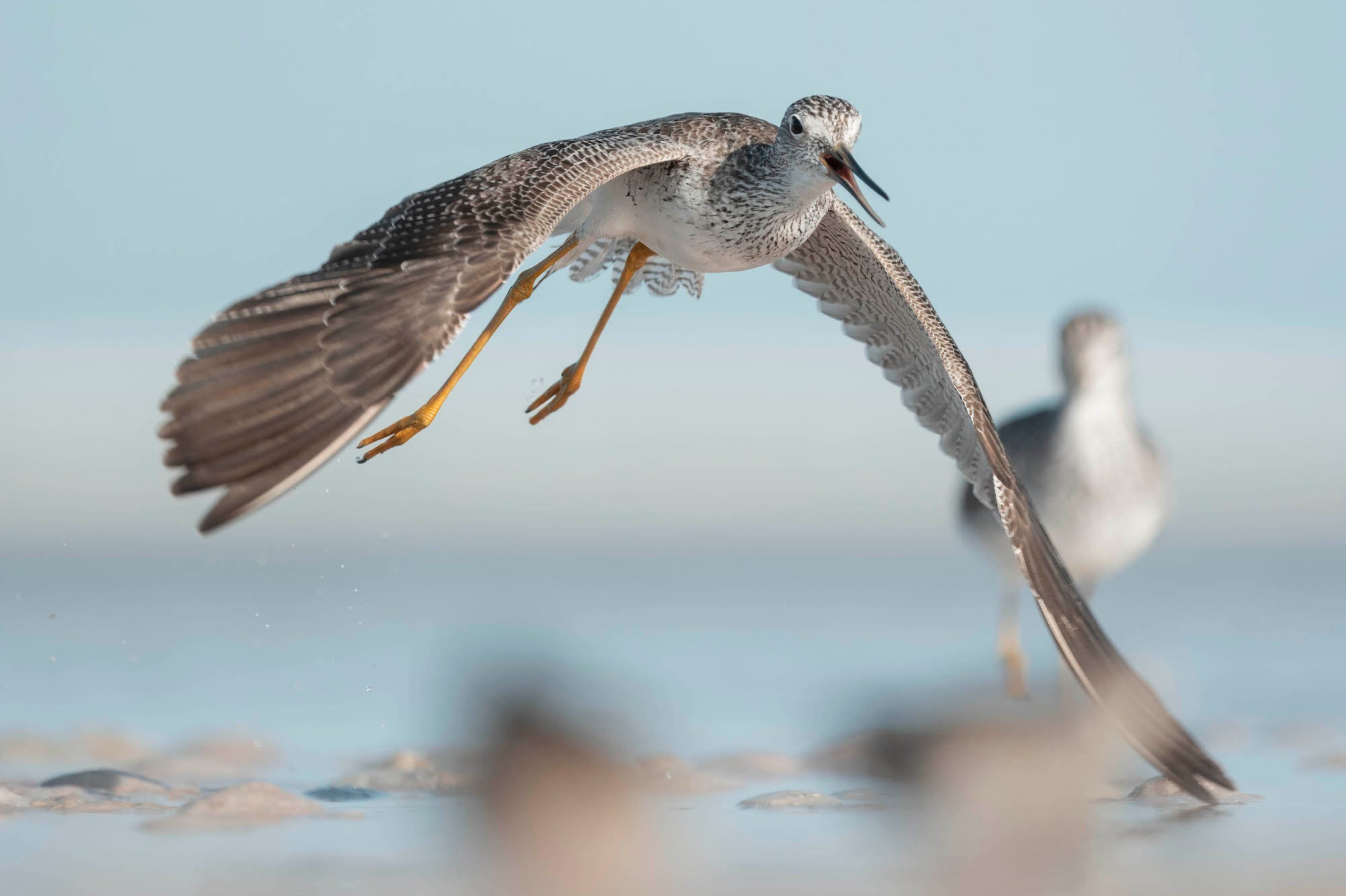 Yellowlegs shorebird calling in flight with wings spread wide low over shallow water, a second bird behind. Photograph by Matt Kloskowski. Alpha 1 II. 200-600mm f/5.6-6.3. ISO 1250. Yellowlegs shorebird calling in flight with wings spread wide low over shallow water, a second bird behind. Photograph by Matt Kloskowski. Alpha 1 II. 200-600mm f/5.6-6.3. ISO 1250.