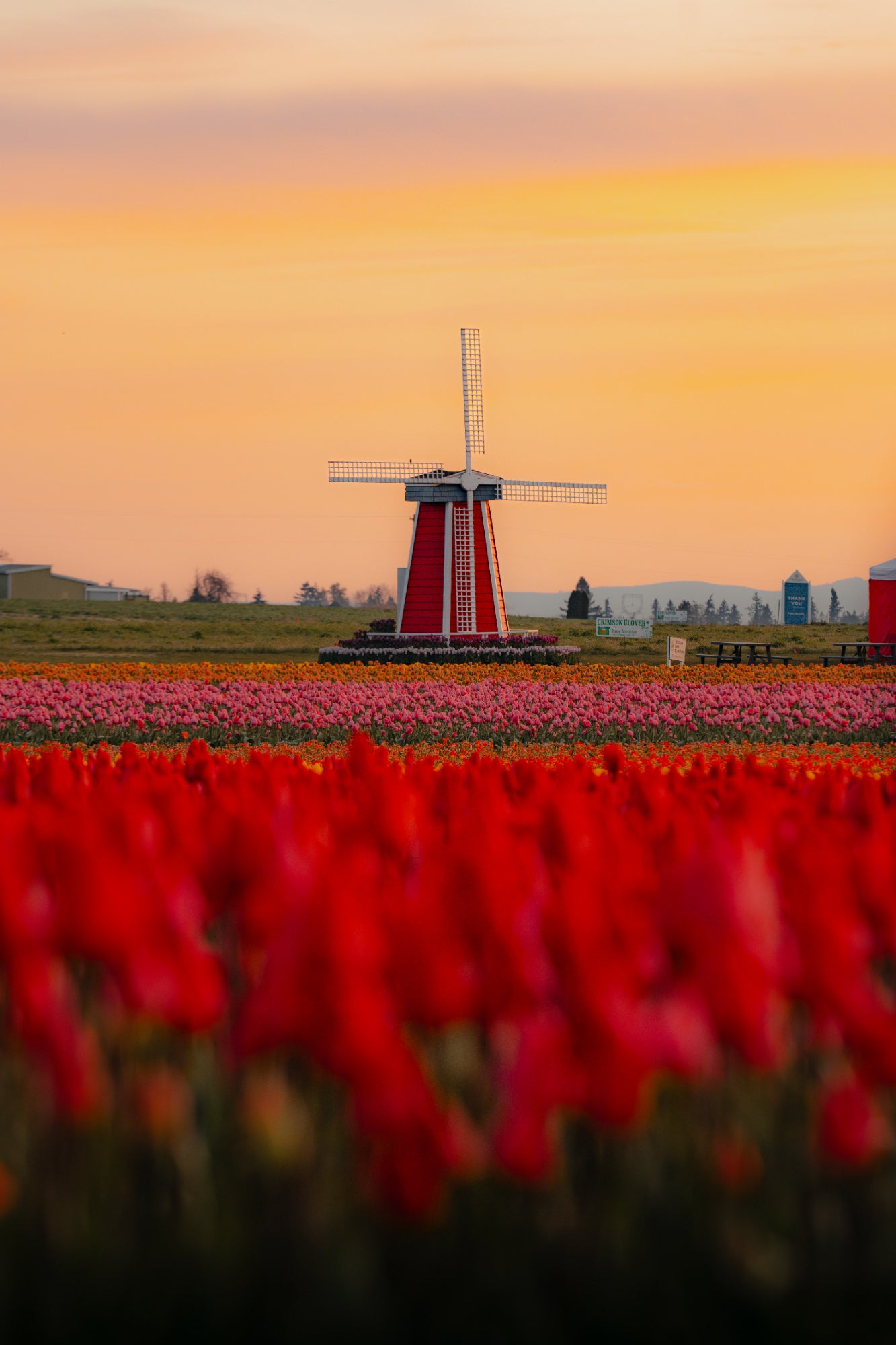 Red windmill beyond rows of blooming tulips at sunset, with blurred red blossoms filling the foreground. Photo by Tomer Negrin. Alpha 7R V. 200-600mm f/5.6-6.3 G OSS. f/6.3. 1/250-sec. ISO 800.