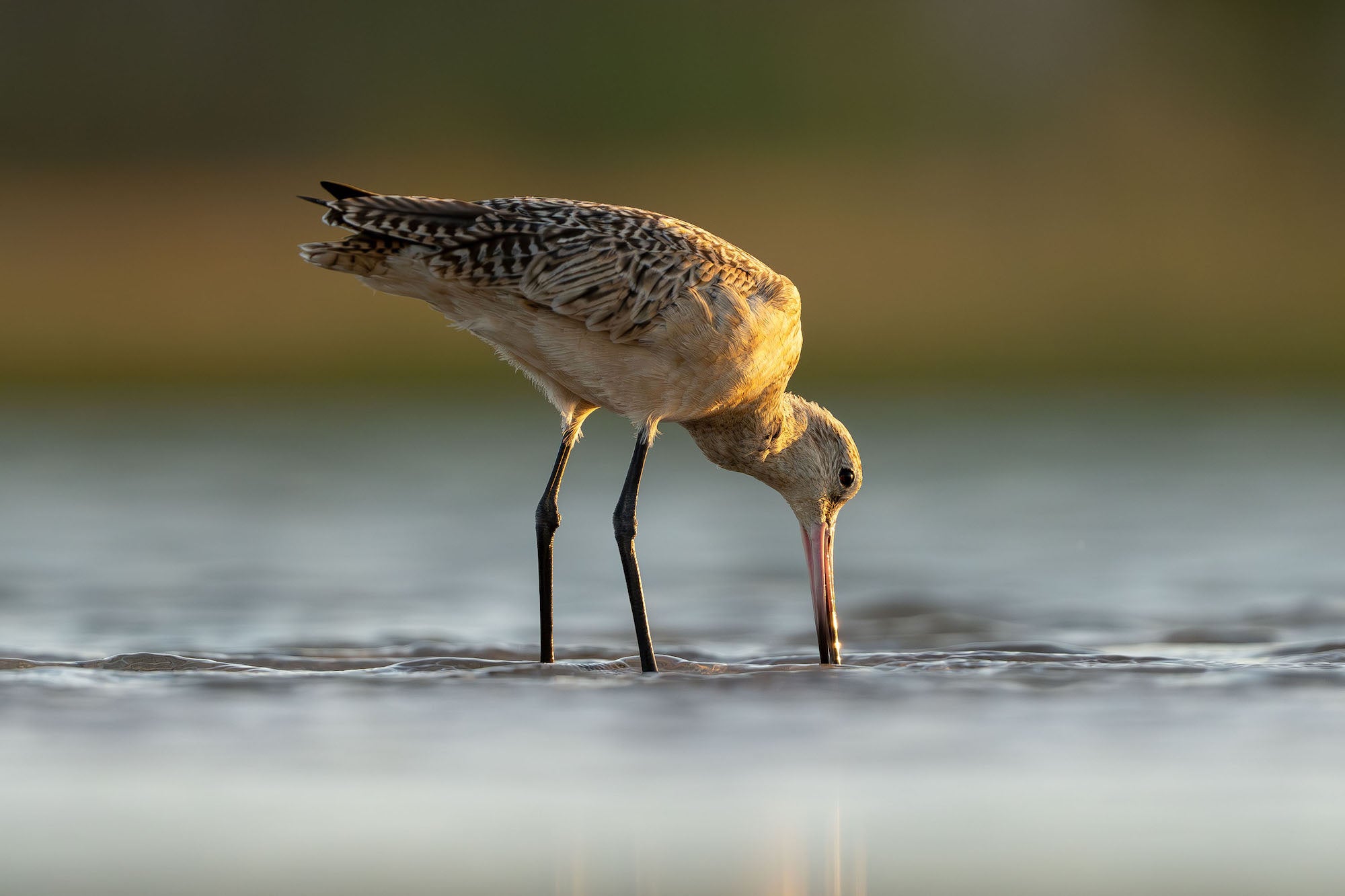 Godwit probing shallow water with its long bill in warm golden light against a soft blurred background. Photograph by Matt Kloskowski. Godwit probing shallow water with its long bill in warm golden light against a soft blurred background. Photograph by Matt Kloskowski.