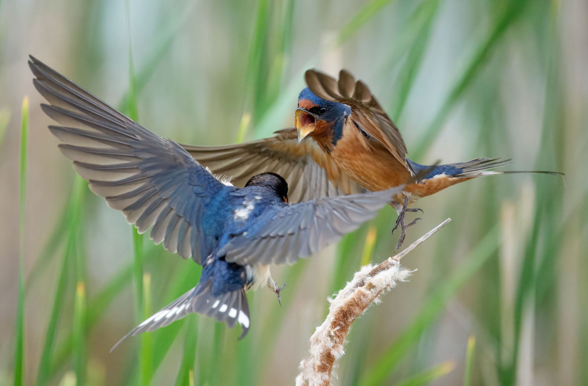 Two barn swallows clash in midair above a cattail stalk, wings spread, against blurred green reeds. Photograph by Matt Kloskowski. Alpha 1 II. 200-600mm f/5.6-6.3 G OSS. 1/3200-sec. f/6.3. ISO 8000. Two barn swallows clash in midair above a cattail stalk, wings spread, against blurred green reeds. Photograph by Matt Kloskowski. Alpha 1 II. 200-600mm f/5.6-6.3 G OSS. 1/3200-sec. f/6.3. ISO 8000.