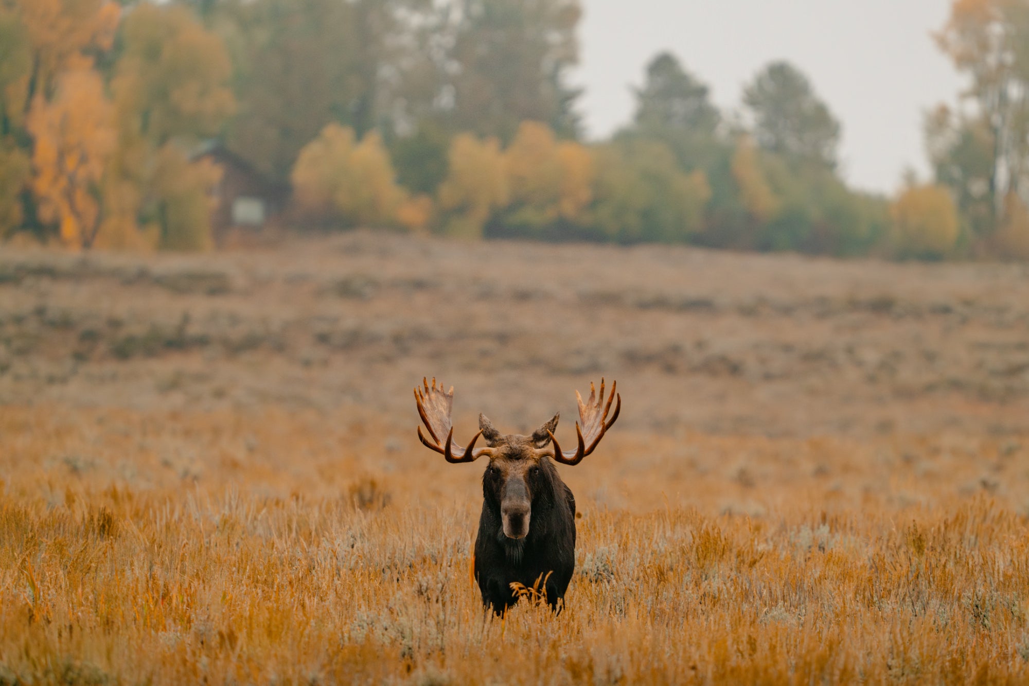 Bull moose standing in a golden sagebrush meadow, facing the camera, with autumn trees and a cabin behind. Photo by Tomer Negrin. Alpha 7R V. 200-600mm f/5.6-6.3 G OSS. f/6.3. 1/640-sec. ISO 1250.