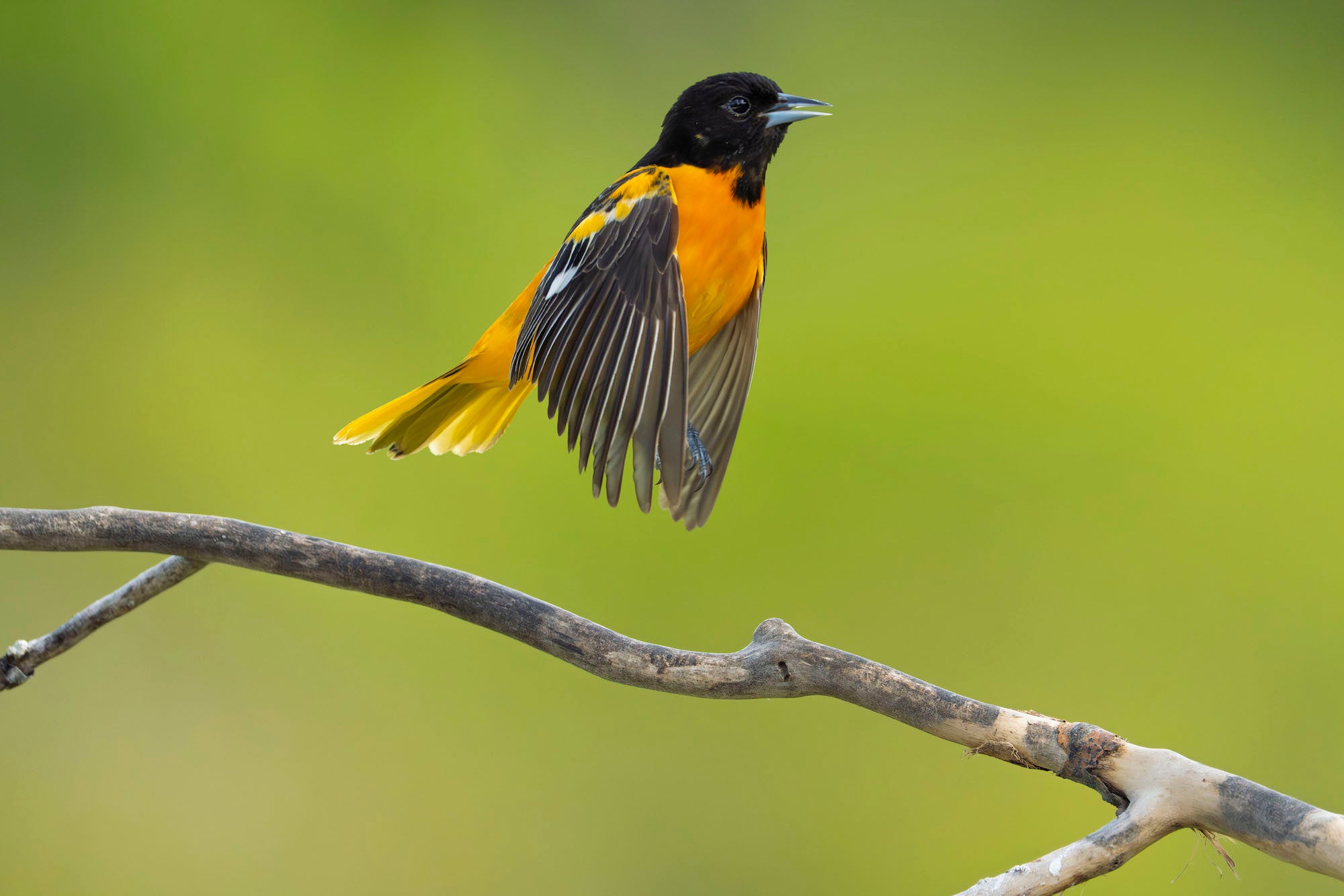 Baltimore oriole taking flight from a bare branch, wings spread, against a smooth green background. Photograph by Matt Kloskowski. Alpha 1 II. 200-600mm f/5.6-6.3 G OSS. 1/4000-sec. f/6.3. ISO 4000. Baltimore oriole taking flight from a bare branch, wings spread, against a smooth green background. Photograph by Matt Kloskowski. Alpha 1 II. 200-600mm f/5.6-6.3 G OSS. 1/4000-sec. f/6.3. ISO 4000.
