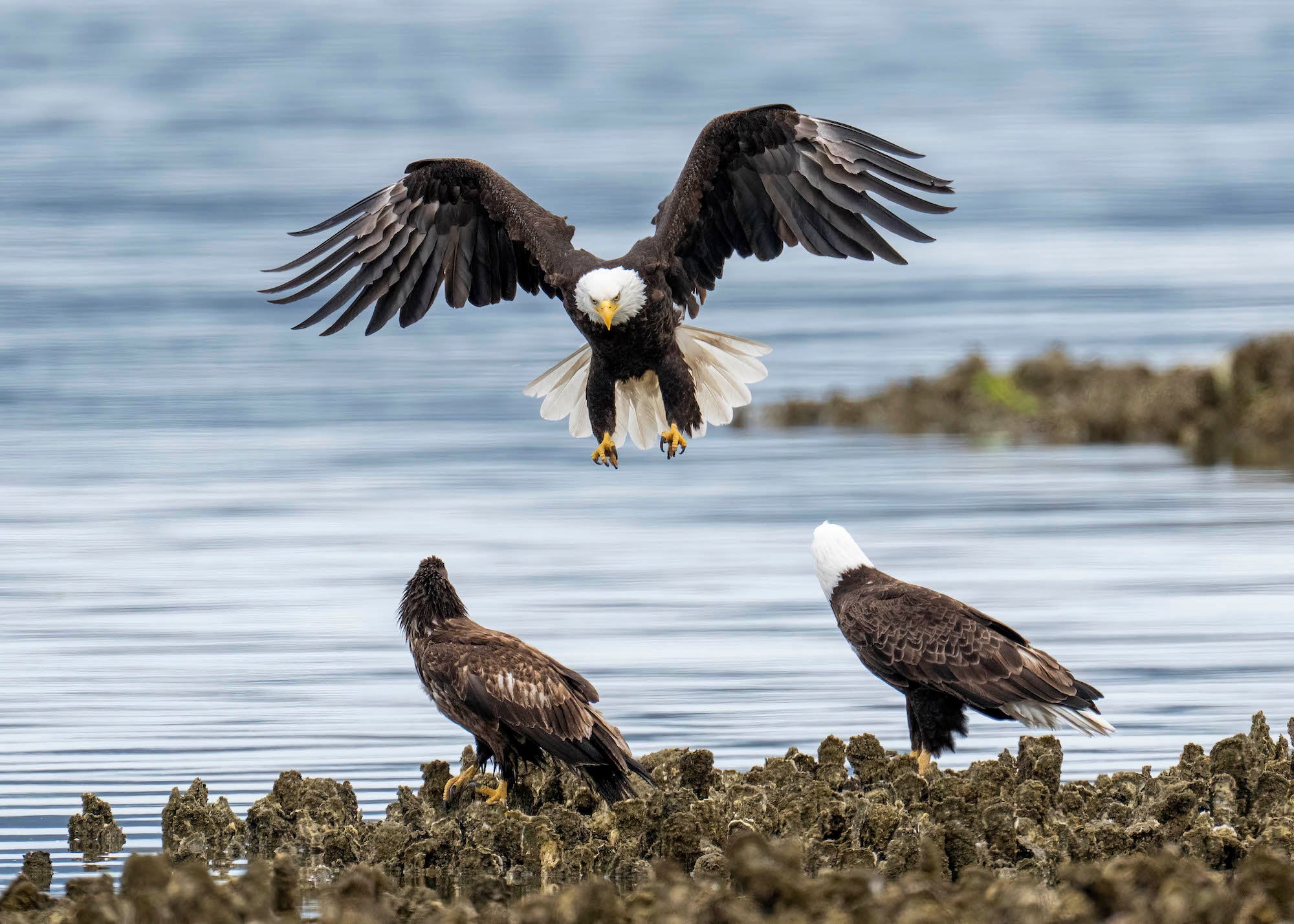 Bald eagle landing with wings spread above two perched eagles on an oyster bed beside calm water. Photograph by Matt Kloskowski. Alpha 1. 600mm f/4 G Master OSS. 1/3200-sec. f/5.6. ISO 800. Bald eagle landing with wings spread above two perched eagles on an oyster bed beside calm water. Photograph by Matt Kloskowski. Alpha 1. 600mm f/4 G Master OSS. 1/3200-sec. f/5.6. ISO 800.