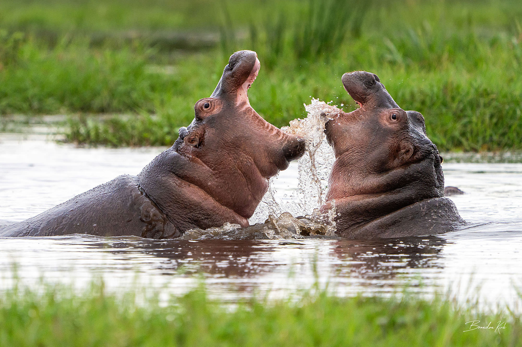 Two hippos clash with open jaws, splashing water during a territorial fight. Two hippos clash with open jaws, splashing water during a territorial fight.