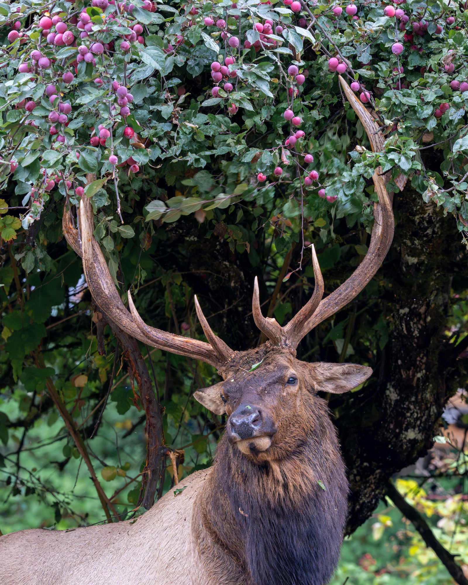 Bull elk with large antlers standing beneath a crabapple tree heavy with pink fruit. Photo by Jared VanderMeer.