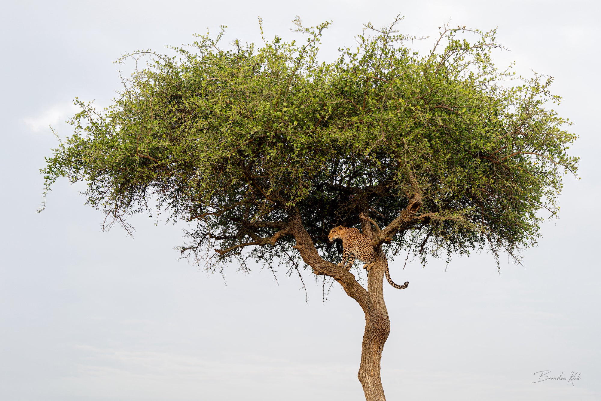 Leopard perched in an acacia tree scanning the savanna under overcast skies. Leopard perched in an acacia tree scanning the savanna under overcast skies.