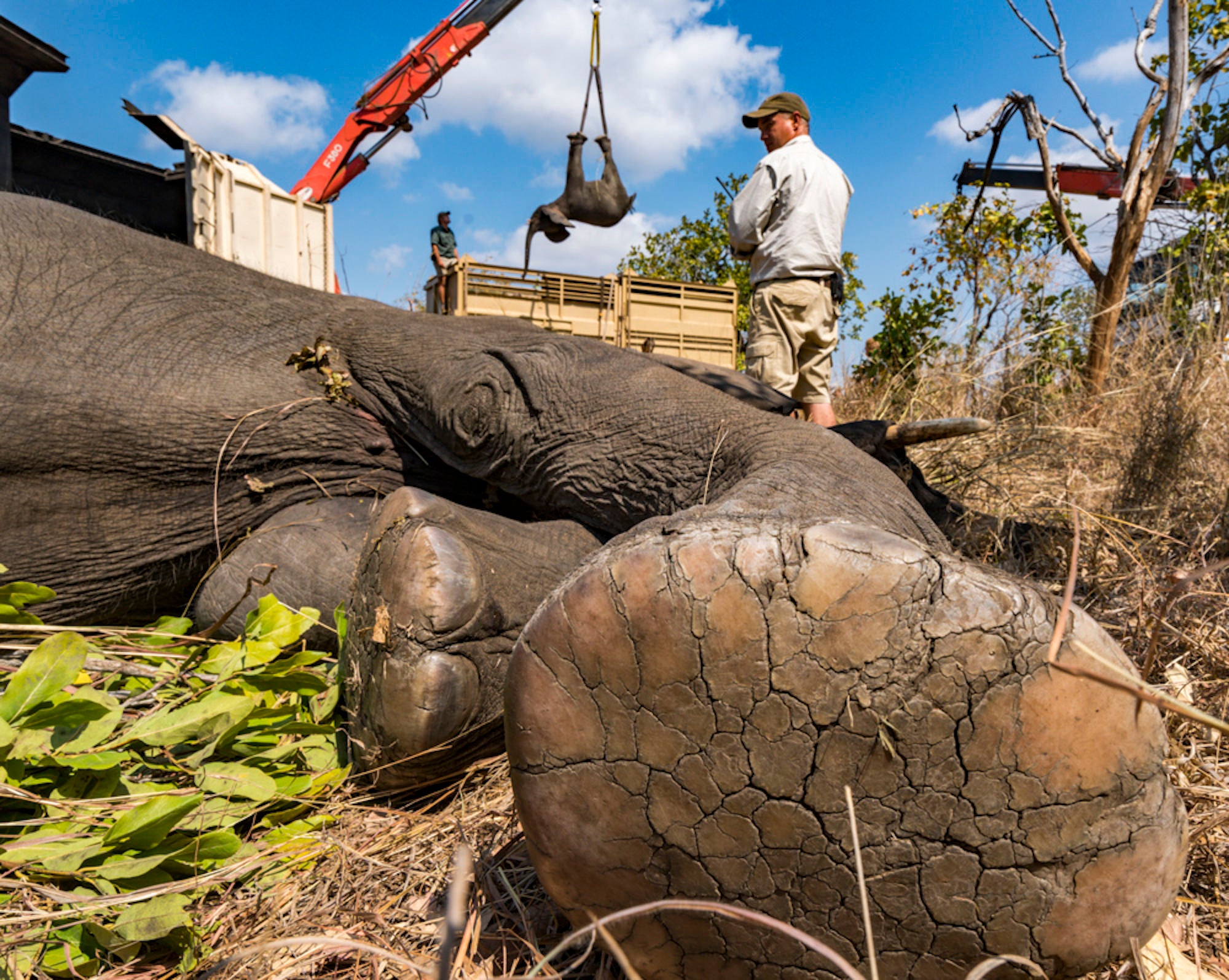 Conservation team relocates an elephant in Malawi, illustrating complex efforts to reduce conflict and protect wildlife.