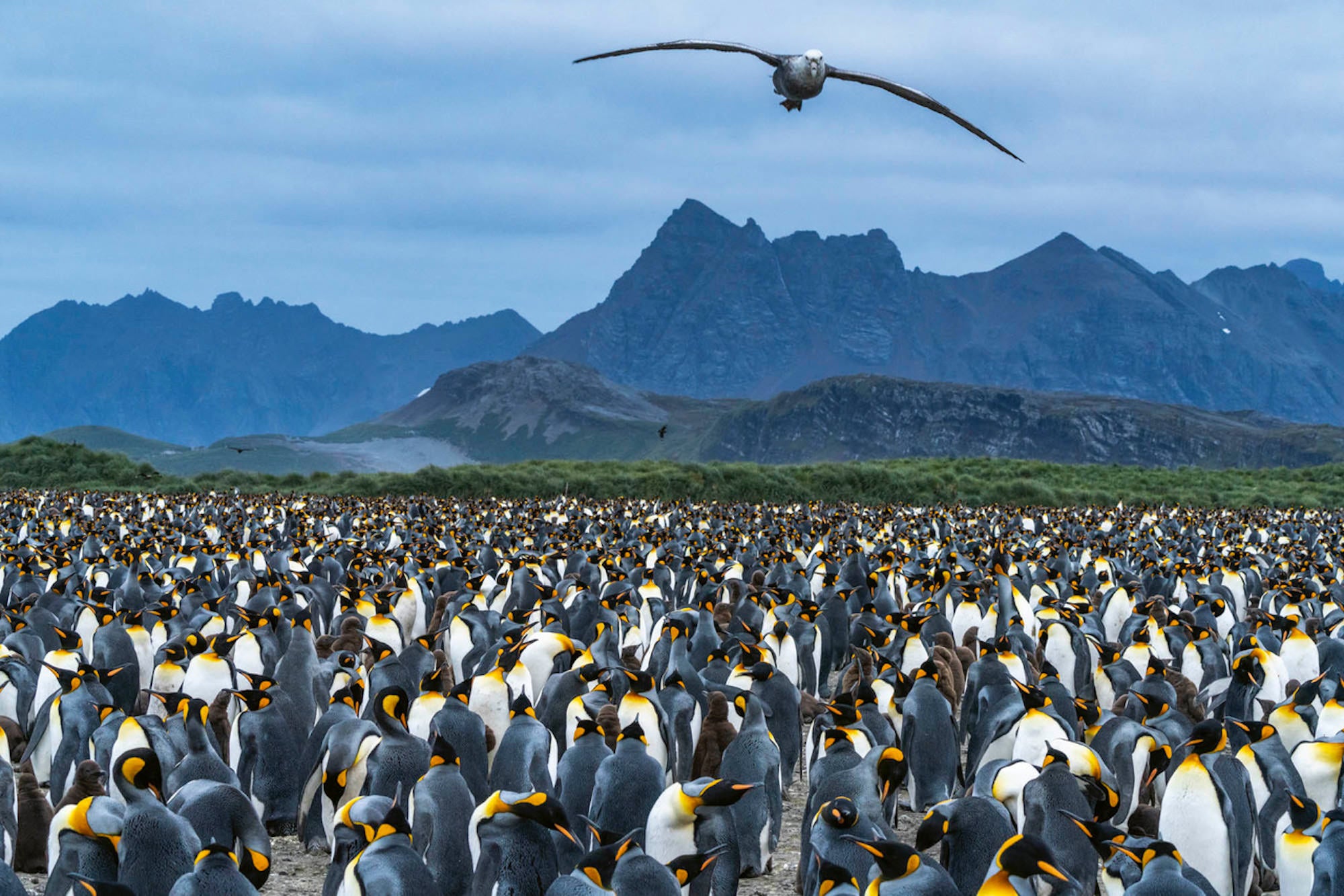 Vast king penguin colony in South Georgia with mountains beyond, a wildlife rebound facing new krill-fishing threats.