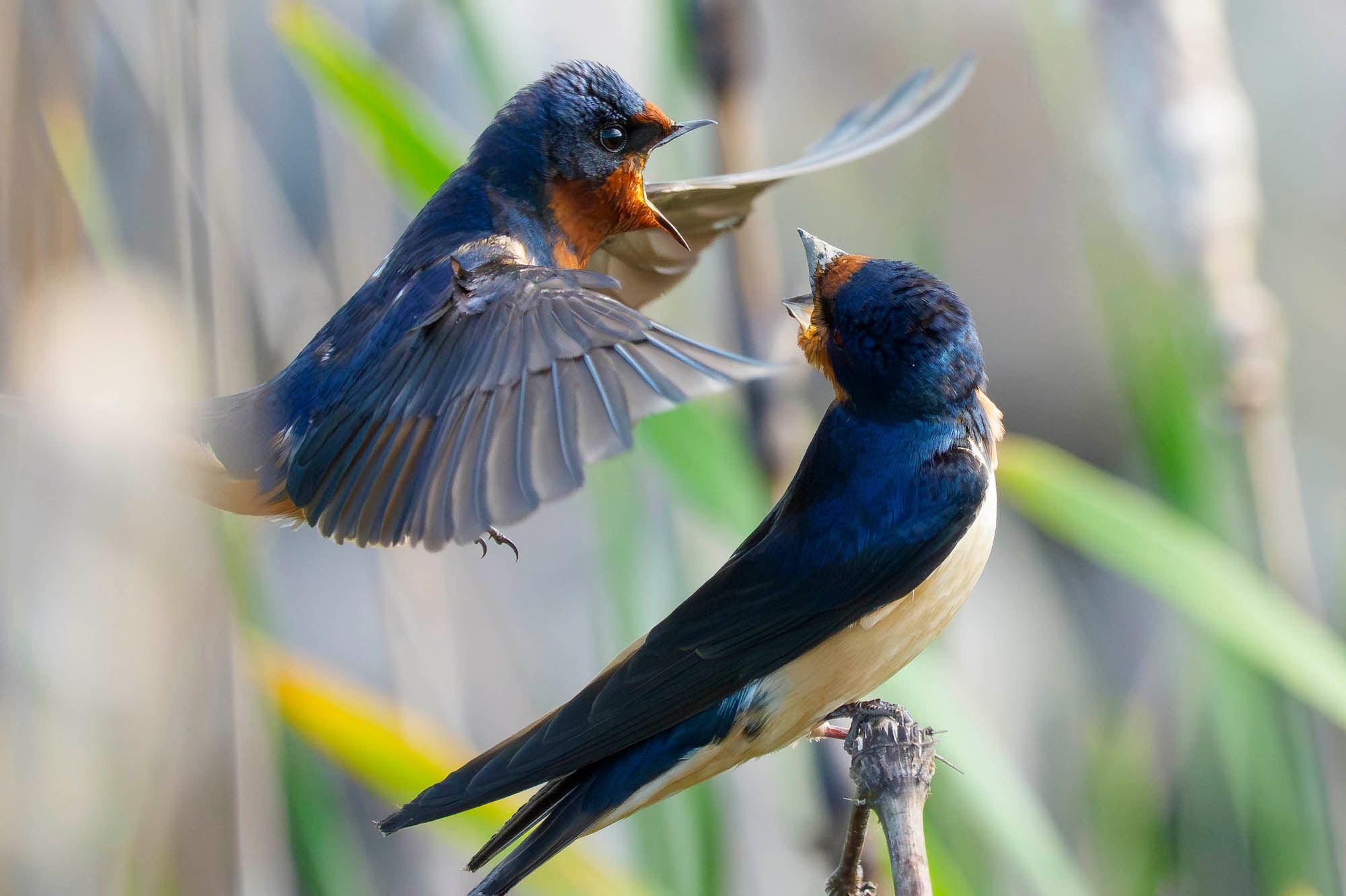 Two barn swallows calling to each other, one hovering mid-flight with wings spread beside another perched on a twig. Photograph by Matt Kloskowski. Alpha 1 II. 200-600mm f/5.6-6.3 G OSS. 1/4000-sec. f/6.3. ISO 4000. Two barn swallows calling to each other, one hovering mid-flight with wings spread beside another perched on a twig. Photograph by Matt Kloskowski. Alpha 1 II. 200-600mm f/5.6-6.3 G OSS. 1/4000-sec. f/6.3. ISO 4000.