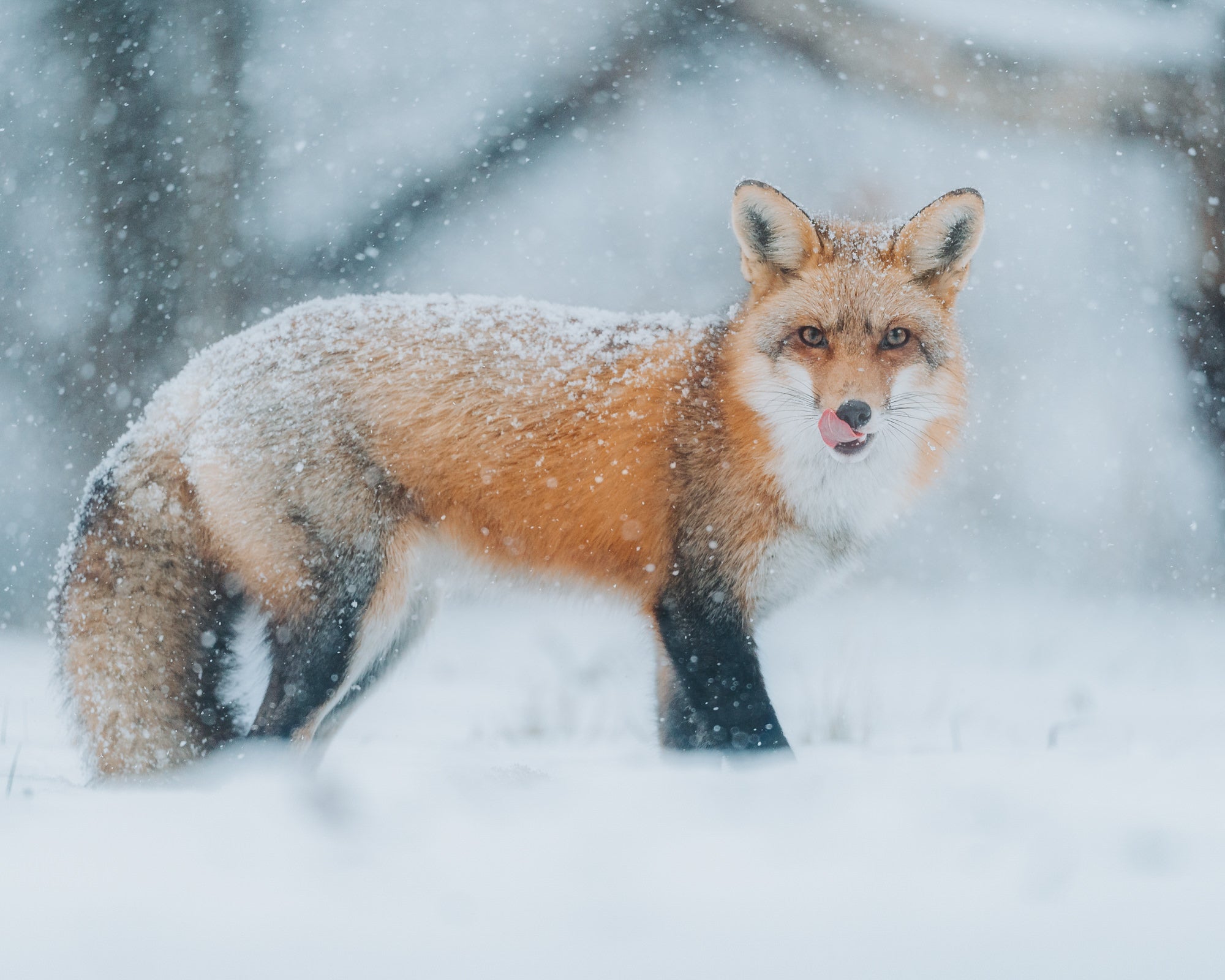 Red fox licking its nose, coat dusted with snow, standing in falling snow with a blurred forest behind. Photo by David Shockey.
