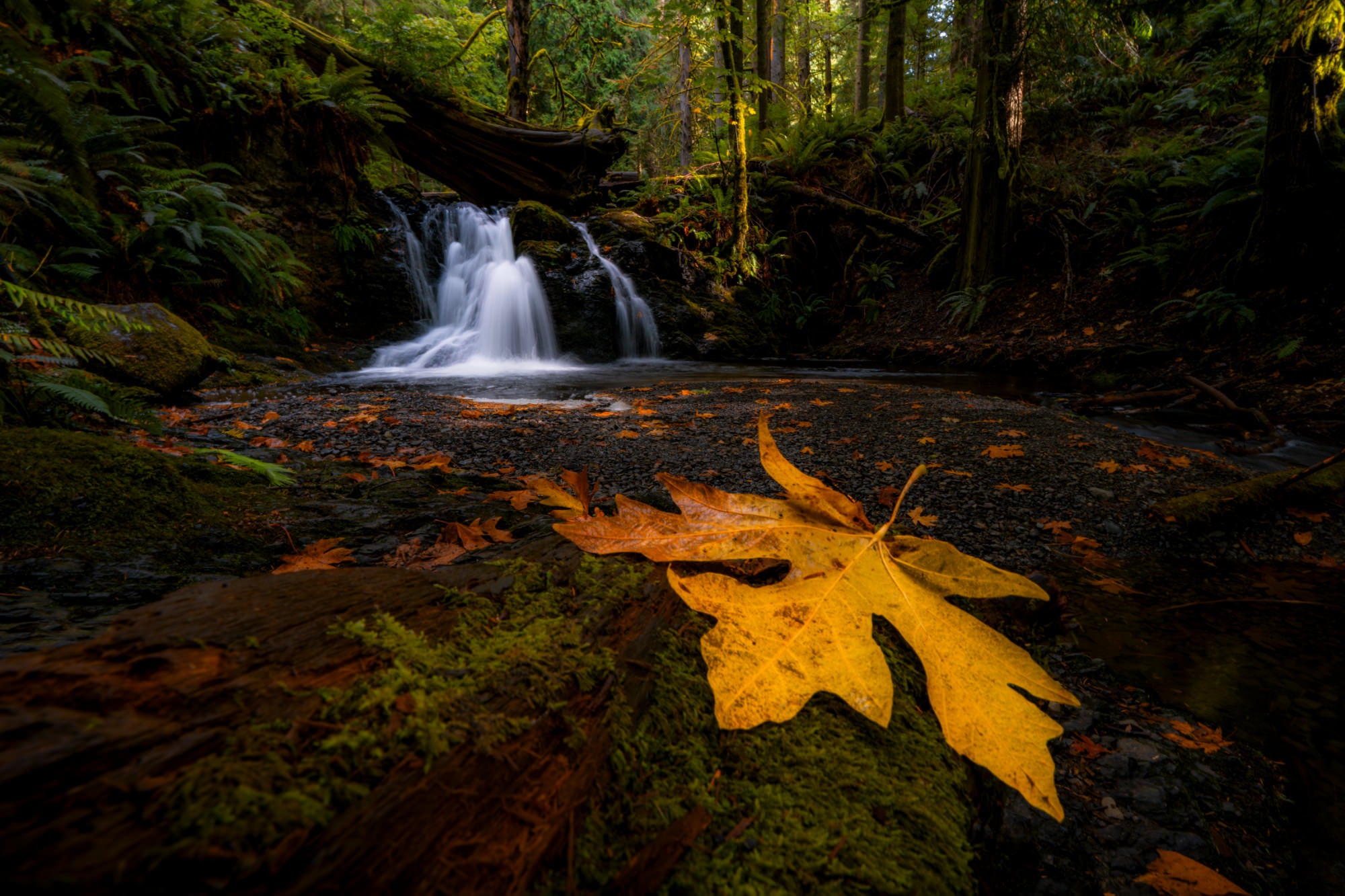 Golden bigleaf maple leaf on a mossy log in the foreground with a silky waterfall in a dark fern-filled forest behind. Photo by Tomer Negrin. Alpha 7R V. 16-35mm f/2.8 G Master II. f/22. 1-sec. ISO 50.