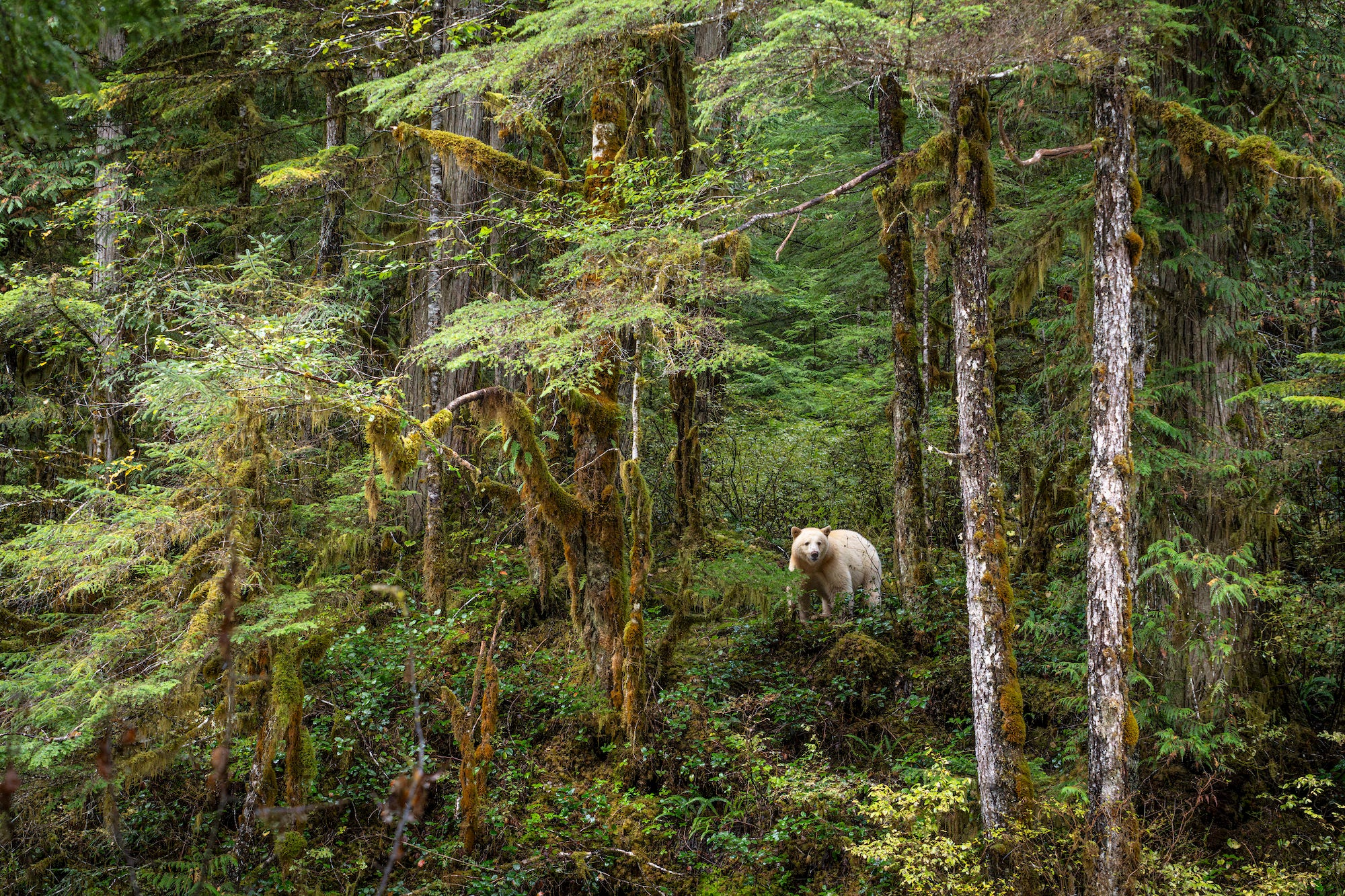 A white spirit bear standing among moss-covered trees in a dense green rainforest. Photo by Jack Plant. Alpha 7R IV. 24-105mm f/4 G. 1/500-sec., f/7.1, ISO 4000. A white spirit bear standing among moss-covered trees in a dense green rainforest. Photo by Jack Plant. Alpha 7R IV. 24-105mm f/4 G. 1/500-sec., f/7.1, ISO 4000.