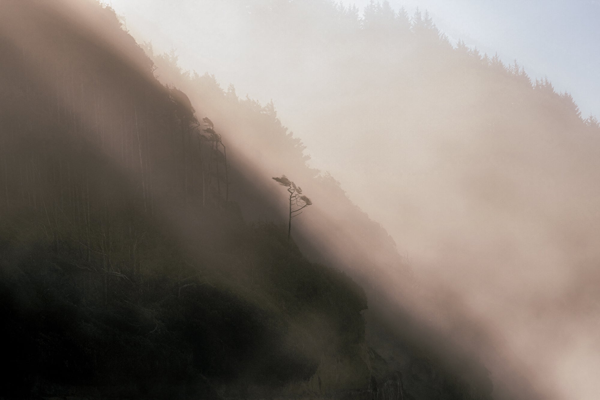 A lone wind-bent tree on a forested hillside emerging from drifting mist and soft light. Photo by David Shockey.