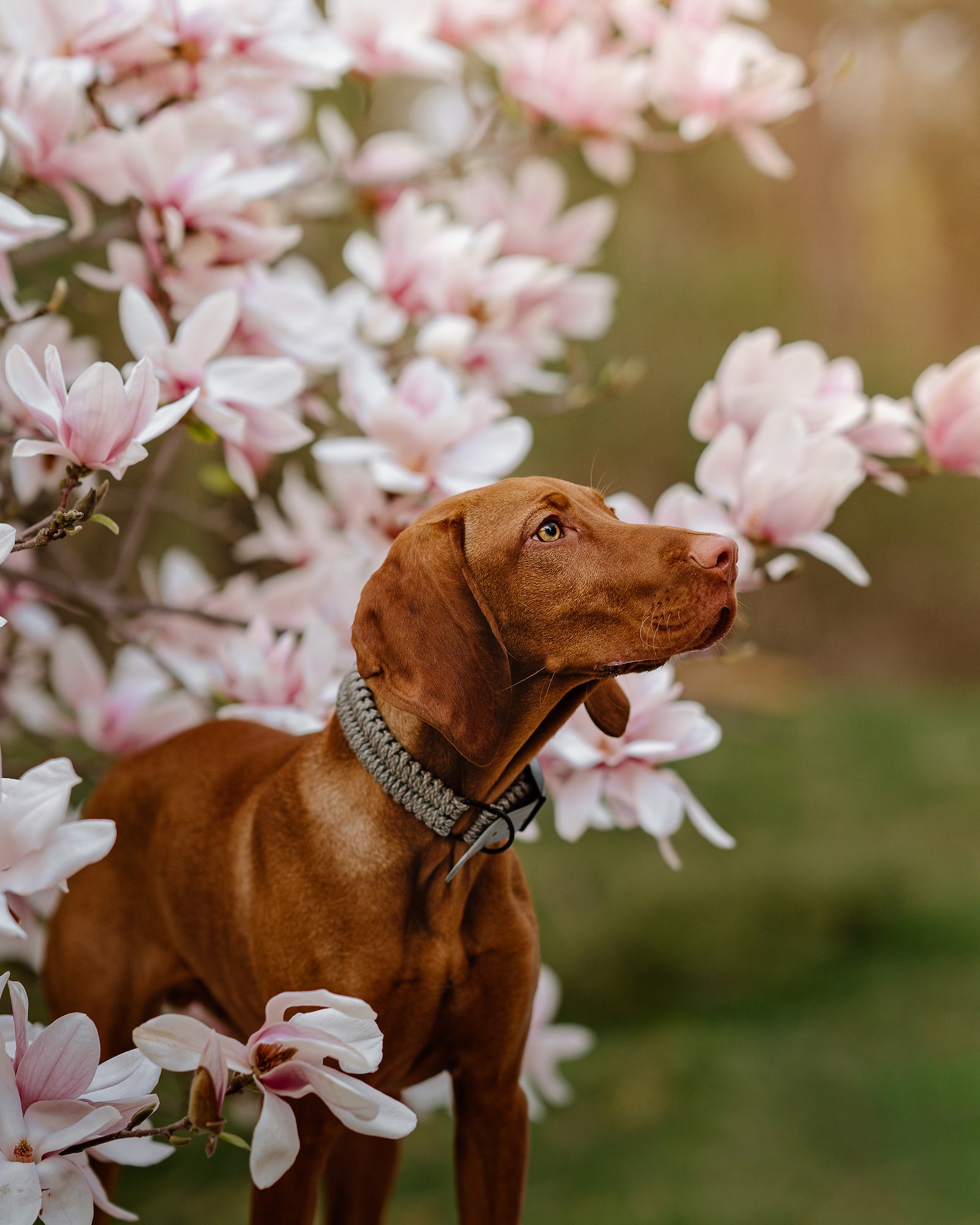 Vizsla named Timber standing among pink magnolia blossoms, gazing upward on a soft spring day. Photo by Rachael Austin. 85mm f/1.4 G Master, f/2, 1/2000-sec, ISO 250.