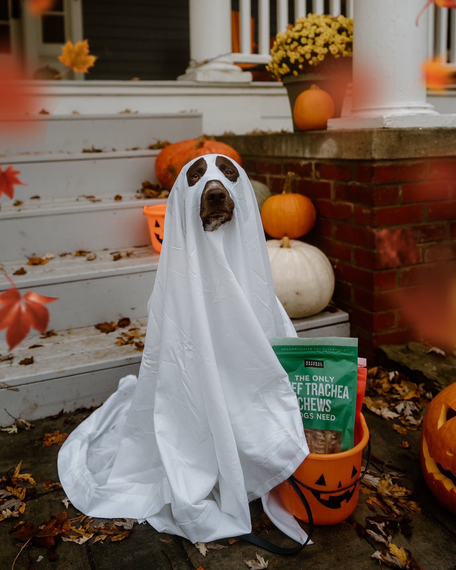 Dog in a white sheet ghost costume sits on a porch with pumpkins and a trick-or-treat bucket of dog treats. Photo by Rachael Austin. 24mm f/1.4 G Master, f/2.2, 1/1600-sec, ISO 400.