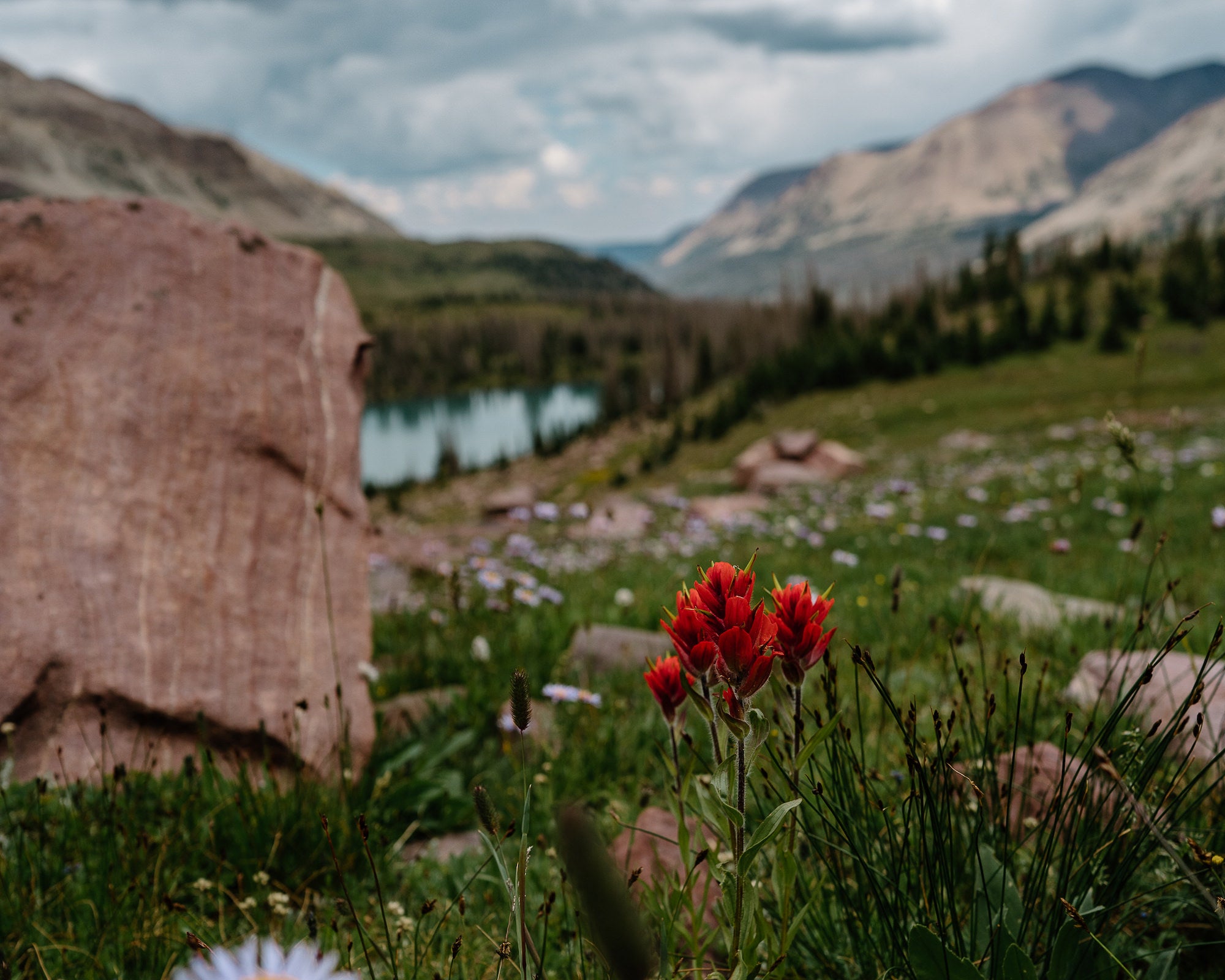 Red Indian paintbrush in sharp focus in an alpine meadow, with a lake and mountain ridges blurred behind. Photo by Rachael Austin. 24mm f/1.4 G Master, f/4, 1/2000 ISO 125.