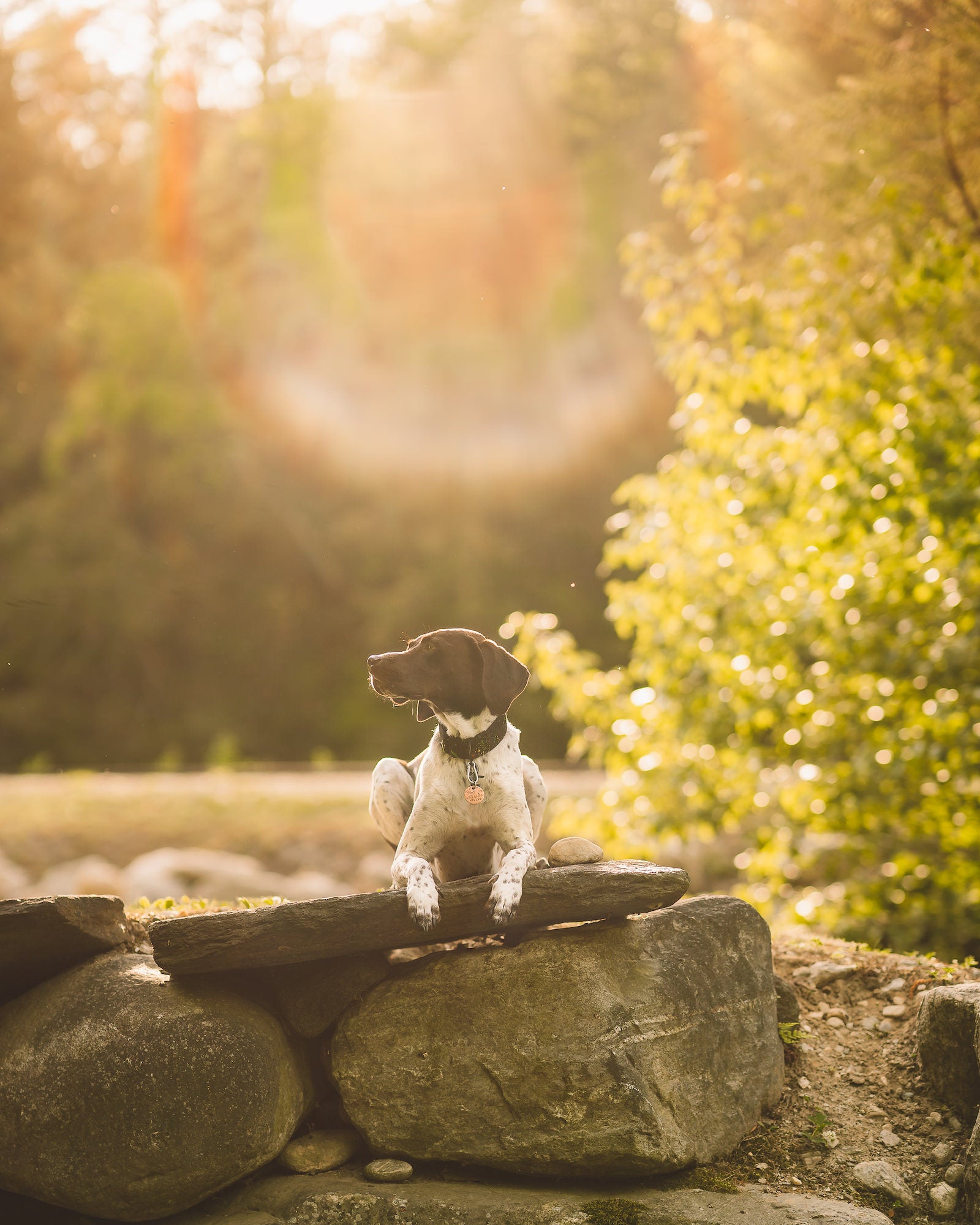 German shorthaired pointer resting its paws on a stone slab in golden backlit sunlight, Vermont. Photo by Rachael Austin. 85mm f/1.8, 1/1250-sec, f/1.8, ISO 160.