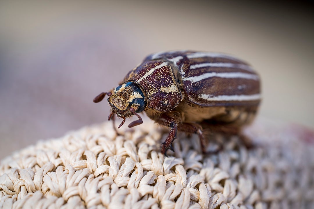 Portrait Of A Lens: FE 90mm f/2.8 Macro G OSS | Sony | Alpha Universe