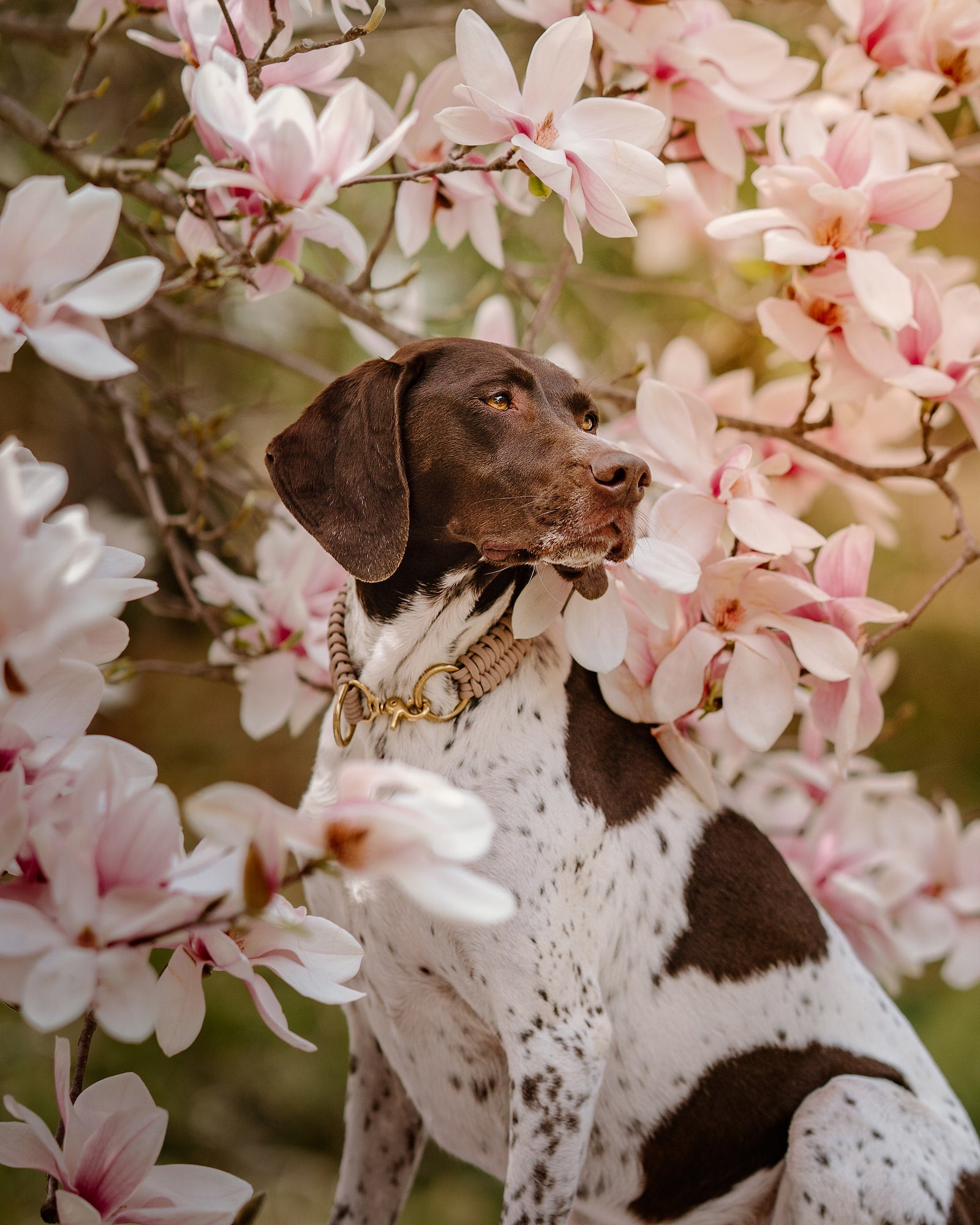 German Shorthaired Pointer sitting among pink magnolia blossoms, looking off to the side. Photo by Rachael Austin. 85mm f/1.4, f/2, 1/2500-sec, ISO 250