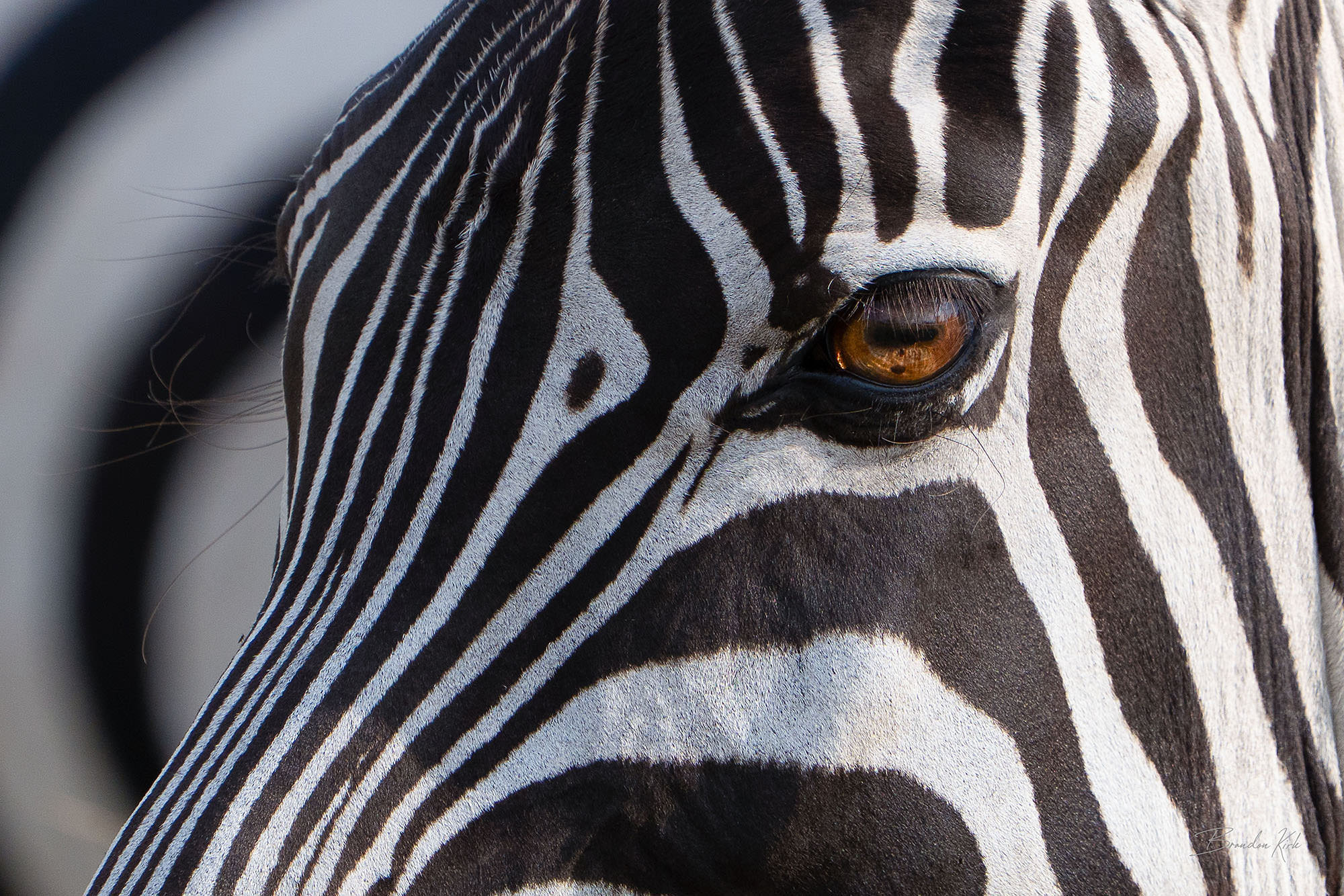 Close-up of a zebra’s eye with bold black-and-white facial stripes. Close-up of a zebra’s eye with bold black-and-white facial stripes.